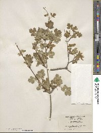 Acer glabrum image