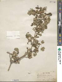 Acer glabrum image