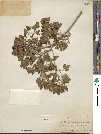 Acer glabrum image