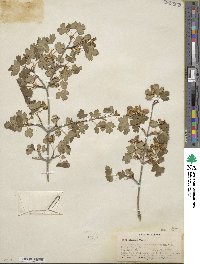 Acer glabrum image