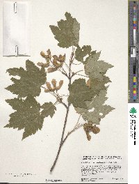 Acer glabrum image