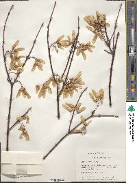 Acer glabrum image