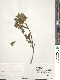 Acer glabrum var. douglasii image