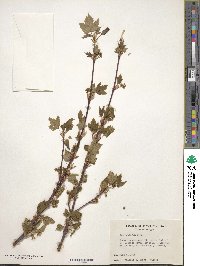 Acer glabrum var. douglasii image