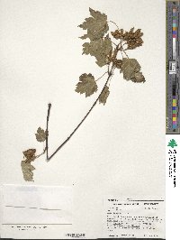 Acer glabrum var. douglasii image