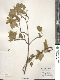 Acer glabrum var. douglasii image