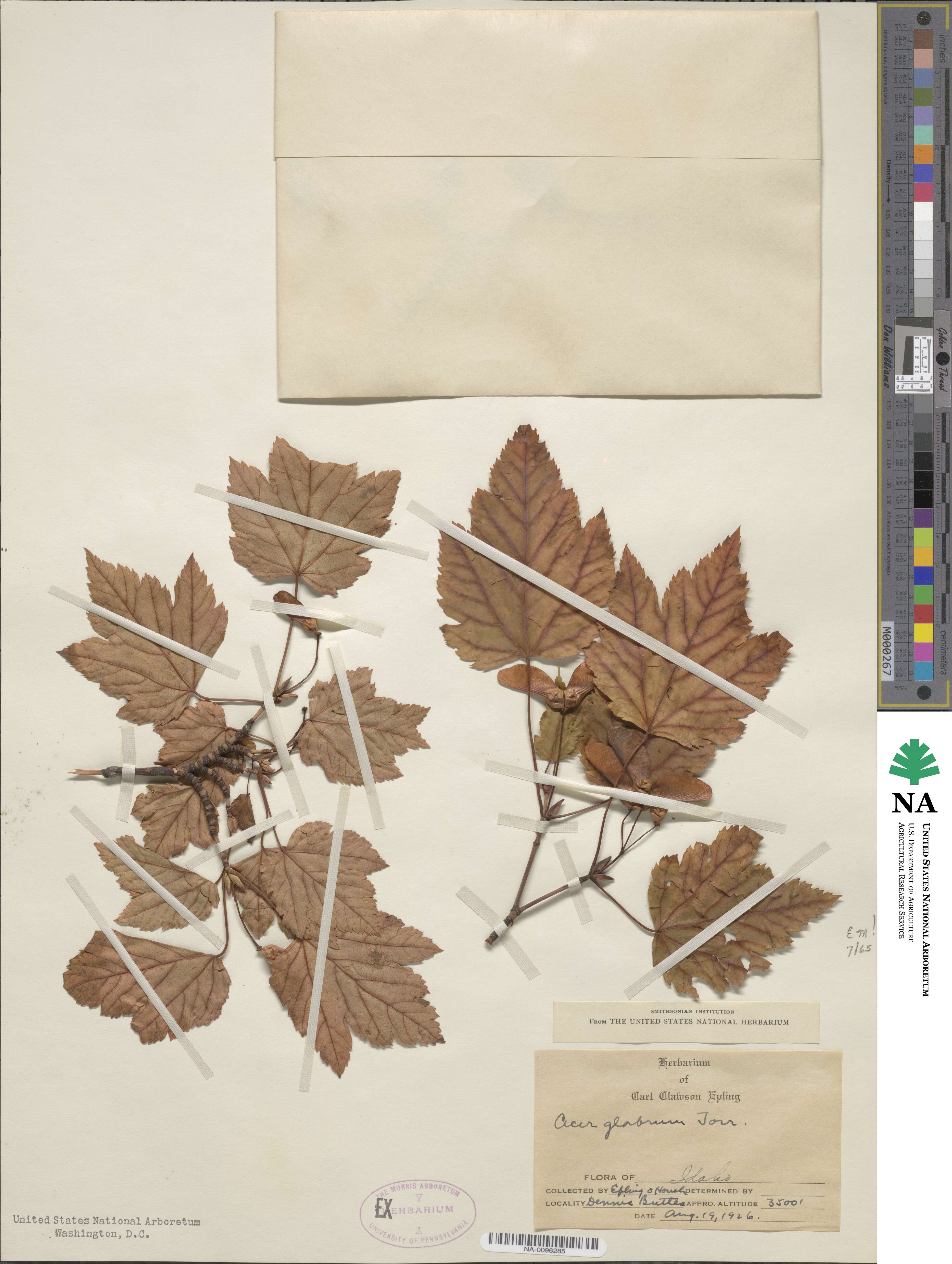 Acer glabrum var. douglasii image