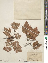 Acer glabrum var. douglasii image