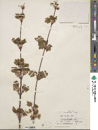 Acer glabrum var. douglasii image