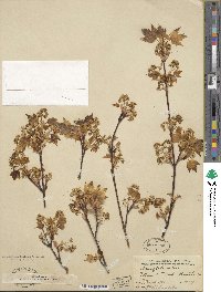 Acer glabrum image