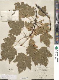 Acer glabrum image