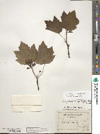 Acer glabrum var. douglasii image