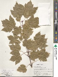 Acer glabrum var. douglasii image