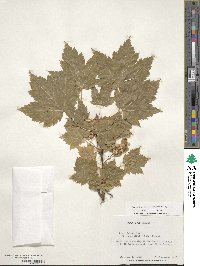 Acer glabrum var. douglasii image