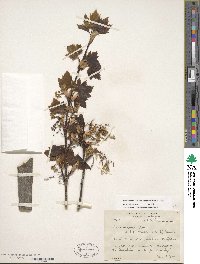 Acer glabrum var. douglasii image