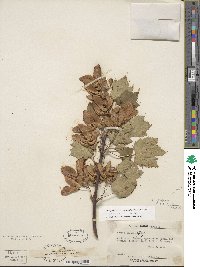 Acer glabrum var. douglasii image