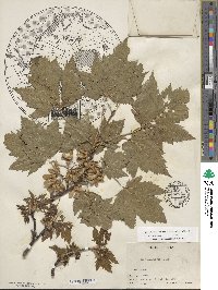 Acer glabrum var. douglasii image