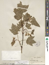 Acer glabrum image