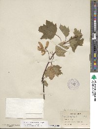 Acer glabrum image