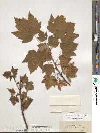 Acer glabrum var. douglasii image