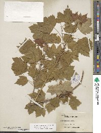 Acer glabrum image