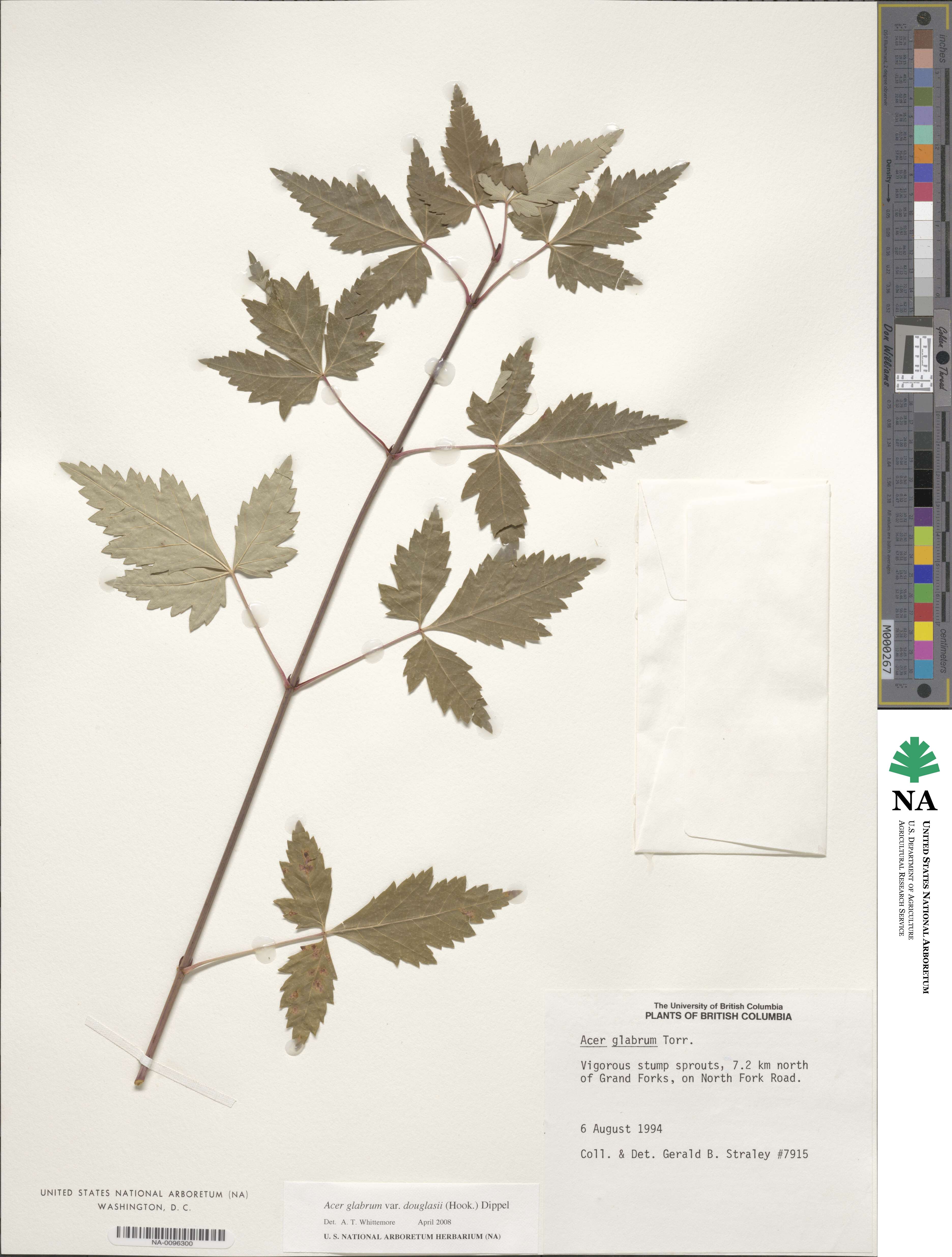 Acer glabrum var. douglasii image