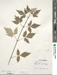 Acer glabrum var. douglasii image