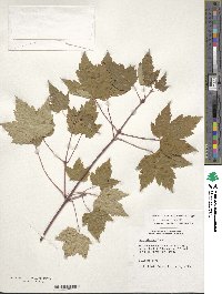 Acer glabrum image