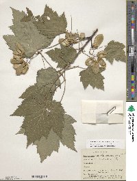 Acer glabrum image