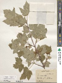 Acer glabrum image