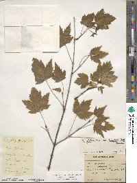 Acer glabrum image