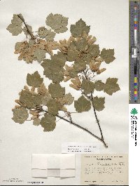 Acer glabrum image