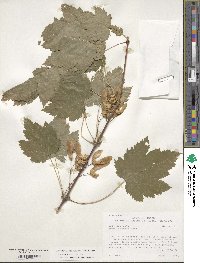 Acer glabrum var. douglasii image