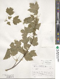 Acer glabrum image