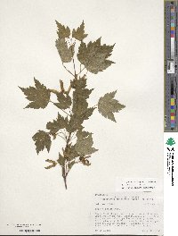 Acer glabrum var. douglasii image