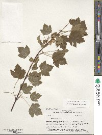 Acer glabrum var. douglasii image