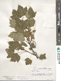 Acer glabrum var. douglasii image