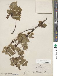 Acer glabrum image