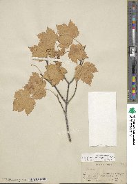 Acer glabrum image