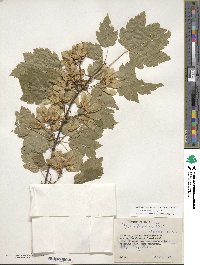 Acer glabrum image