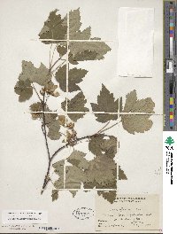 Acer glabrum var. douglasii image