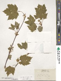 Acer glabrum var. douglasii image