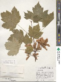 Acer glabrum var. douglasii image