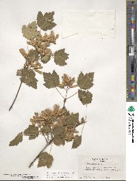 Acer glabrum var. douglasii image