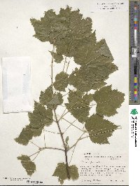 Acer glabrum image