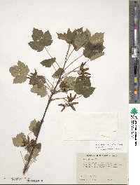 Acer glabrum image