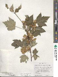 Acer glabrum var. douglasii image