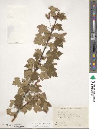 Acer glabrum image