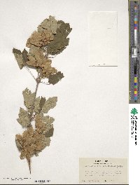 Acer glabrum image