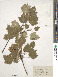 Acer glabrum var. douglasii image